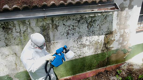 Top rated local Mold Remediation specialists in Inwood, FL
